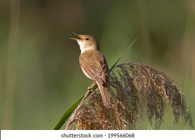 A European Reed Warbler (Acrocephalus Scirpaceus) singing on a reed