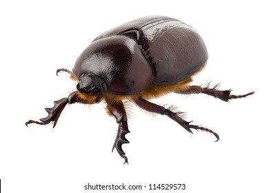 European rhinoceros beetle female "Oryctes nasicornis" species isolated on white background with great depth of field