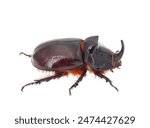 European rhinoceros beetle isolated on white background, Oryctes nasicornis male