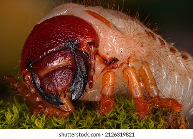 European rhinoceros beetle larva ( Oryctes nasicornis , Nashornkäferlarve )