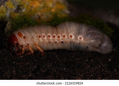 European rhinoceros beetle larva ( Oryctes nasicornis , Nashornkäferlarve )