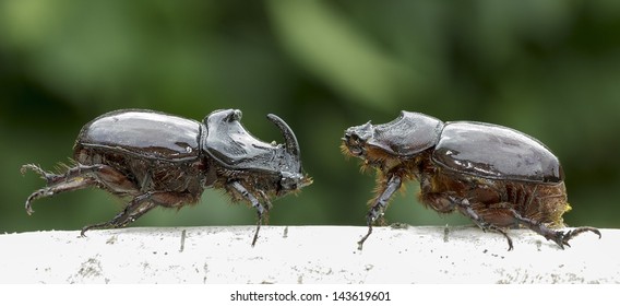 European rhinoceros beetle, male and female (Oryctes nasicornis)