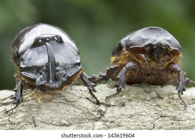 European rhinoceros beetle, male and female (Oryctes nasicornis)