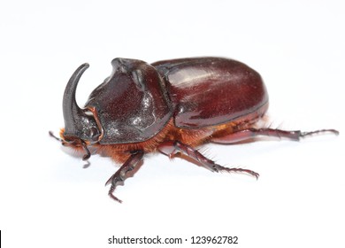 European rhinoceros beetle (Oryctes nasicornis) isolated on white