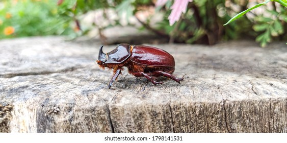 The European rhinoceros beetle (Oryctes nasicornis) is a large flying beetle belonging to the subfamily Dynastinae.