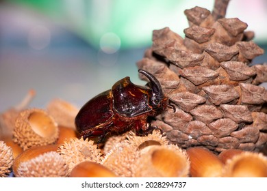 A European rhinoceros beetle. Oryctes nasicornis