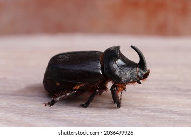 The European rhinoceros beetle (Oryctes nasicornis) is a large flying beetle belonging to the subfamily Dynastinae