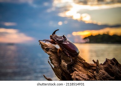 European rhinoceros beetle, Oryctes nasicornis, in Istria during the sunset over the sea, Croatia in Europe.