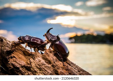 European rhinoceros beetle, Oryctes nasicornis, in Istria during the sunset over the sea, Croatia in Europe.