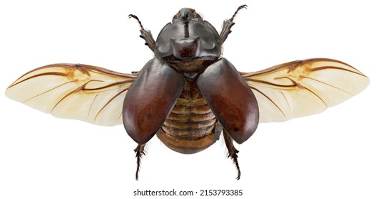 European rhinoceros beetle - Oryctes nasicornis