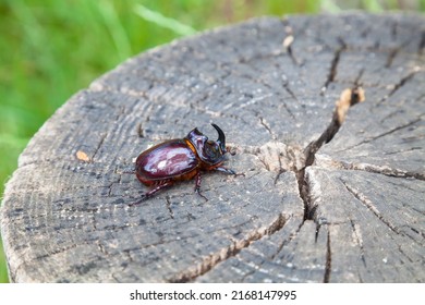 The European rhinoceros beetle (Oryctes nasicornis) is a large flying beetle 