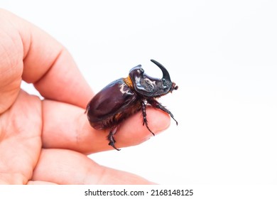 The European rhinoceros beetle (Oryctes nasicornis) is a large flying beetle 