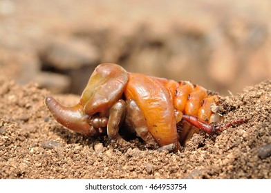 European Rhinoceros Beetle Pupa