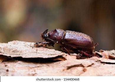 European rhinoceros beetle in rain on branch