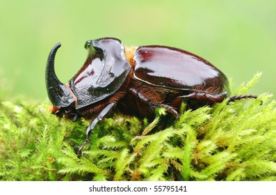 European rhinoceros beetle in the wild