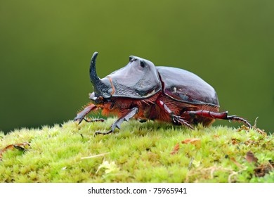 European rhinoceros beetle in the wild - Oryctes nasicornis