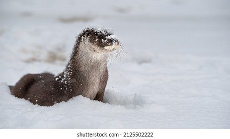 European river otter close-up in profile with snow on its nose and on its head. Winter time. Space for text. Natural background.