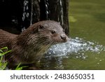 European river otter (Lutra lutra) close-up portrait in stream