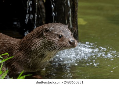 European river otter (Lutra lutra) close-up portrait in stream - Powered by Shutterstock