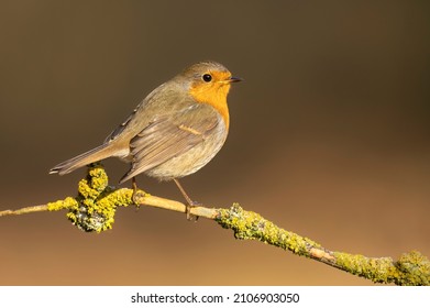 European Robin Bird Close Up ( Erithacus Rubecula )