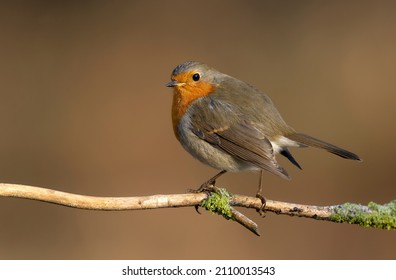 European Robin Bird Close Up ( Erithacus Rubecula )