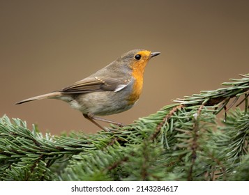 European Robin Bird Close Up ( Erithacus Rubecula )