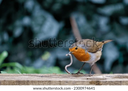 A European robin bird eating a worm on a wooden ground.