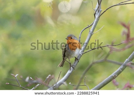 Similar – Rotkehlchen Umwelt Natur