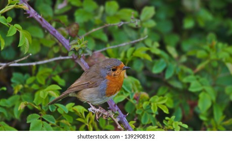 European Robin, Bird, On A Perch, Cambridgeshire, England, UK, Europe