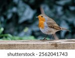 A European robin bird on a wooden ground.