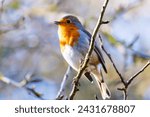 European Robin or the Robin bird is one of the common Garden birds in England and can be seen through out the year in UK and most common in Festive days hence it\