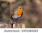 European Robin or the Robin bird is one of the common Garden birds in England and can be seen through out the year in UK and most common in Festive days hence it\