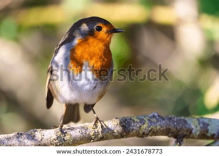 European Robin or the Robin bird is one of the common Garden birds in England and can be seen through out the year in UK and most common in Festive days hence it\'s nick named as Christmas Bird