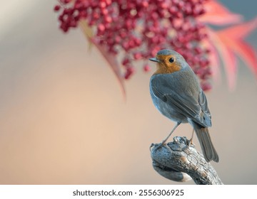 European Robin bird perched in the warm light of sunset against red berries background, Christmas robin, greetings card. Real photo, no AI. - Powered by Shutterstock