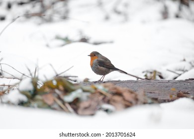 European Robin Bird Snow Ground