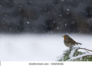 european robin bird specie Erithacus rubecula in snowing weather