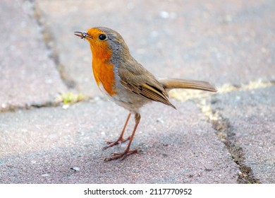 A European Robin Eating An Ant While Walking On A Terrace