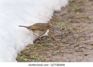 European Robin Eating An Earthworm