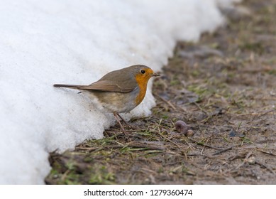 European Robin Eating An Earthworm