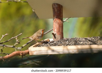 European Robin Eating Seeds On The Feeder Rack 