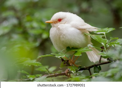European robin, Erithacus rubecula, with albinism perched on the forest branch. Spain