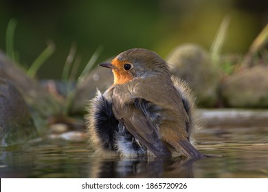 European robin (Erithacus rubecula) bathes. Czechia. Europe. 