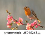 European robin Erithacus rubecula bird songbird wildlife nature predator cock o the north, beautiful animal mountain finch, animal, bird watching ornithology, flower bud fauna wildlife Europe