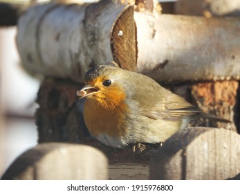 The European Robin (Erithacus Rubecula) Eating Bird Seeds.