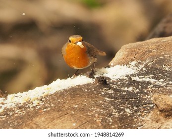 European Robin (Erithacus Rubecula) Eating On A Tree