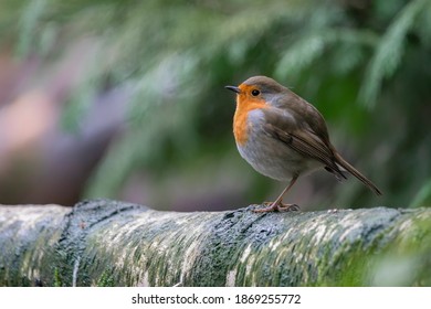 European Robin (Erithacus rubecula) in the forest of the Netherlands. Copy space.
