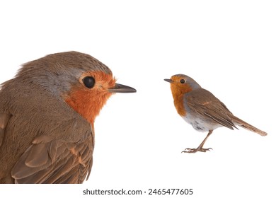 European robin (Erithacus rubecula) isolated on a white background - Powered by Shutterstock