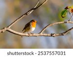 European robin (Erithacus rubecula), also known as the robin or robin redbreast perched on a branch at Isonzo river mouth nature reserve, Isola della Cona, Friuli Venezia Giulia, Italy.