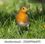 European Robin (Erithacus rubecula) in migrationtime, at Ottenby, southern tip of Oland, Sweden.