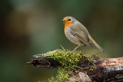 The European Robin (Erithacus Rubecula), Most Commonly Known In Anglophone Europe Simply As The Robin, Is A Small Insectivorous Passerine Bird That Was Formerly Classed As A Member Of The Thrush Famil